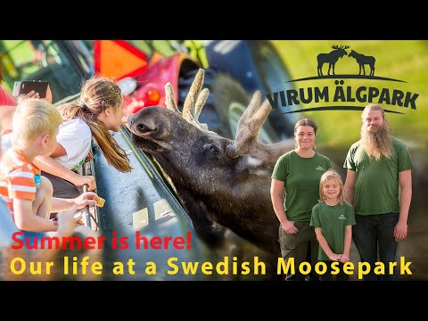 See how orphaned Moose Odin is doing..and much more!