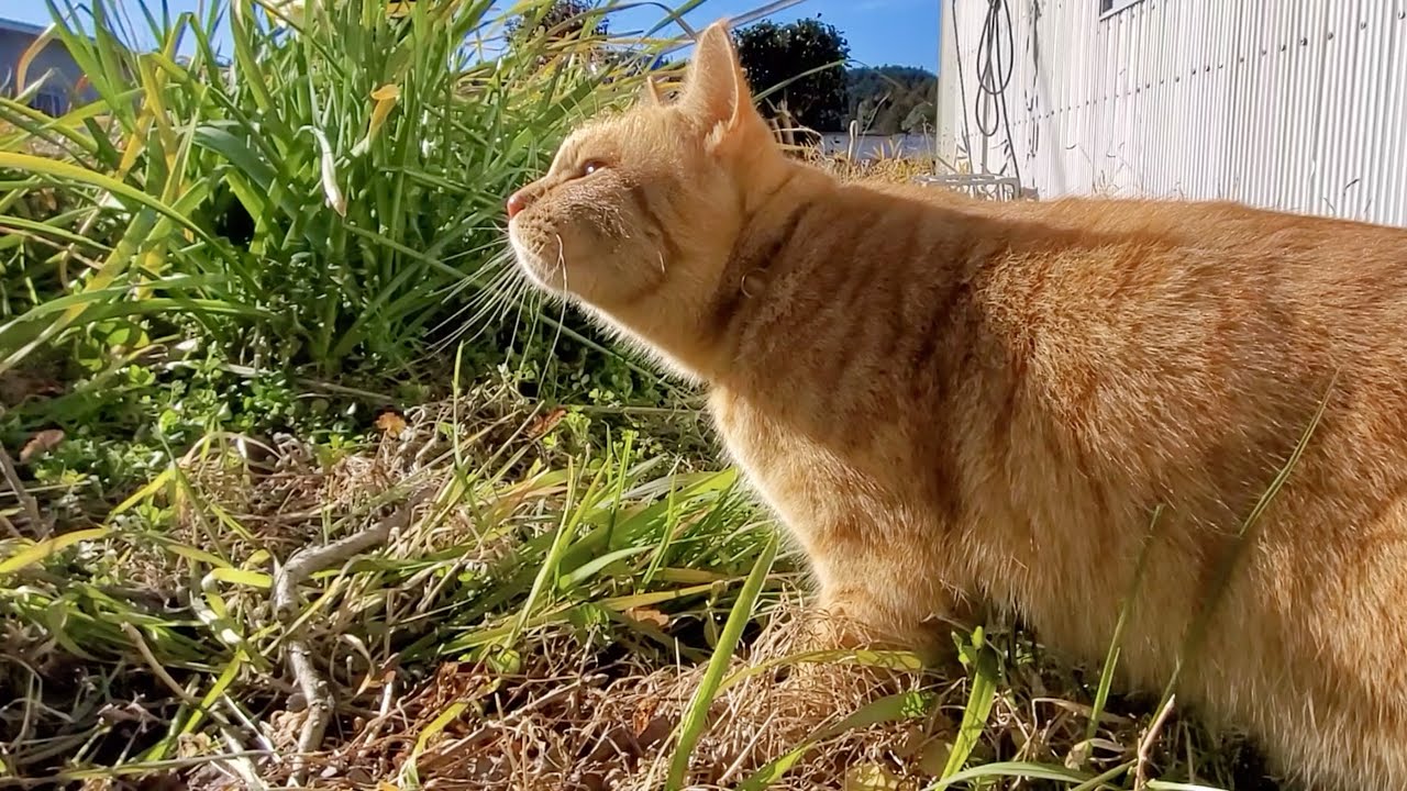 庭で天然の猫草を食べる猫 Cat Eating Grass In The Garden Youtube