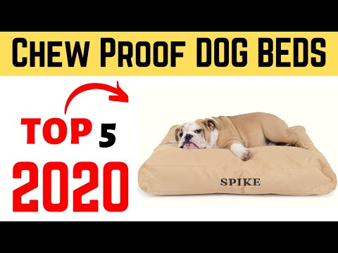 วีดีโอ: วิธีสร้าง Doghouse ขนาดใหญ่สำหรับสุนัขหลายตัว