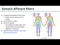 Afferent Efferent Fibers