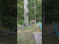 Exciting Deer Moments in Our Backyard!
