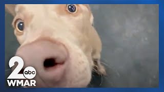 Dogtopia franchise opens new Owings Mills location