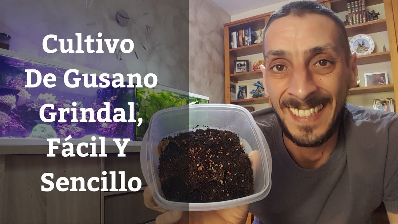 🔵 Cultivo De Gusano Grindal Como Alimento Vivo Para Nuestros Peces (Acuarios MB)
