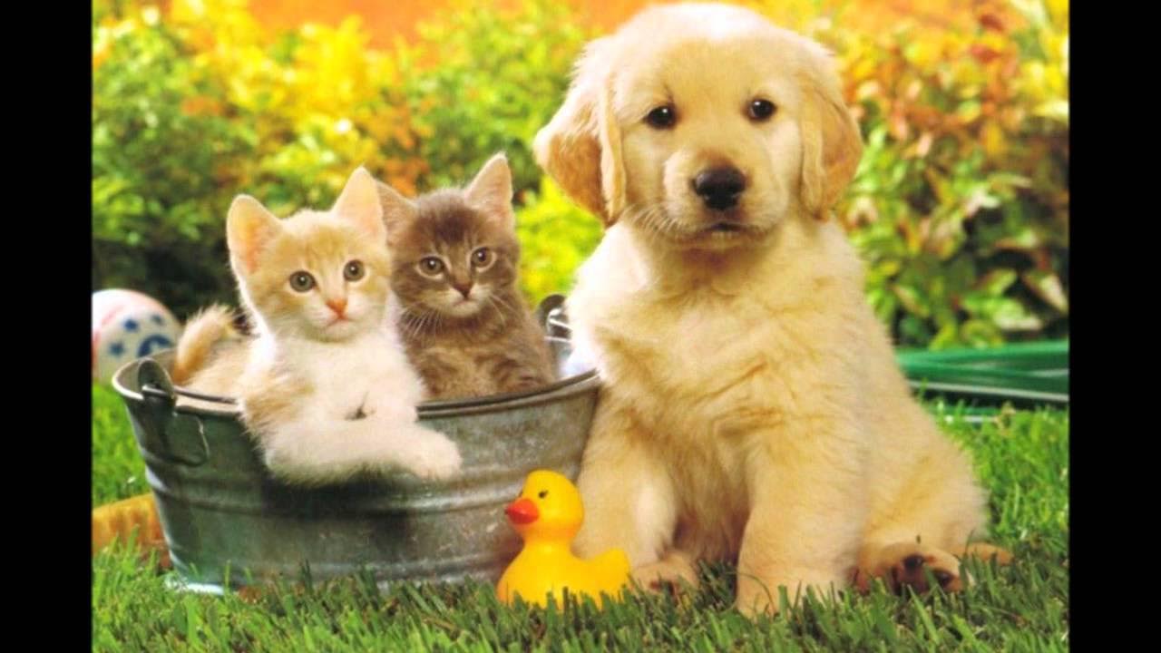 Животные мои соседи. Домашние животные кошки и собаки. Животные мои соседи. Надпись соседи по планете. Домашние питомцы.