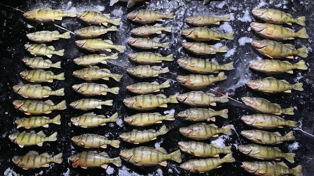 CATCHING 50 JUMBO PERCH in an HOUR | Devils Lake, ND | Ep. 2