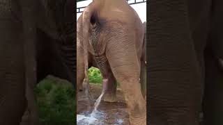 Elephant Urine ??