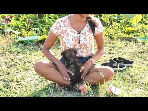 Awesome Girl Assists Mother Dog Feed Baby Dogs Near Lotus Farm - Smart Girl and Cute baby Dogs