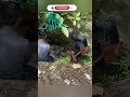 Amazing Net Fishing Skills | River Fishing With Net #fishingsurvivalskills #youtubeshorts