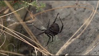 На озере Торайгыр вновь обнаружили каракуртов
