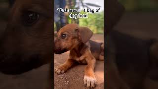 10shares=a chance to a meal of dog food,DONATE PLEASE