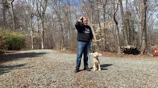 GoldenDoodle Puppy Training Statesville NC | Oliver by JimHodgesDogTraining 122 views 1 month ago 12 minutes, 36 seconds