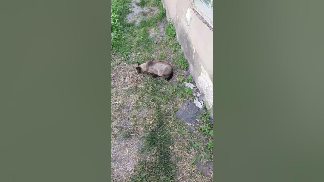 біба і боба - YouTube