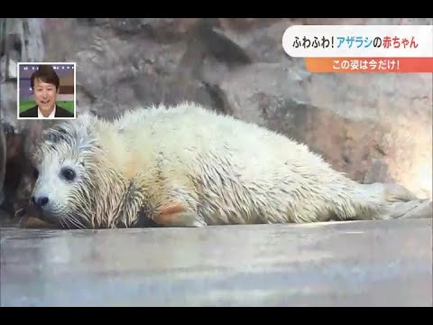 ふわふわ アザラシの赤ちゃん Youtube ふわふわ アザラシの赤ちゃん Youtube