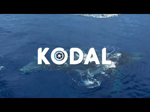 Programme KODAL:  aidez nous à connaître les baleines