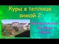 Куры в теплице зимой (Часть 2) | Использование теплицы летом