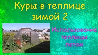 Куры в теплице зимой (Часть 2) | Использование теплицы летом