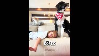 Köpeği Onun Hayatını Kurtardı ❤️🐾 #shorts – Neden Hayvan? – YouTube'da #18 trend