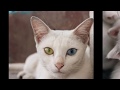 Как выглядят породы кошек(КАО МАНИ с разноцветными  глазами)