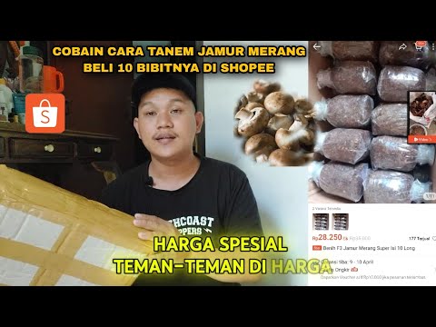 Harga Jamur Baby Champignon