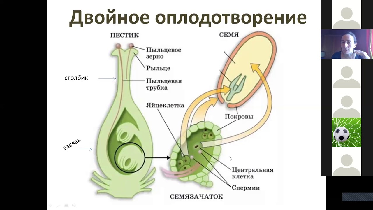 Описание двойного оплодотворения. Двойное оплодотворение у покрытосеменных растений. Двойное оплодотворение у цветковых растений схема 10 класс. Оплодотворение покрытосеменных растений схема. Схема двойного оплодотворения у цветковых растений.