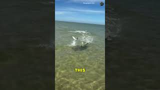 5 AUDACIUS Animal Escape That Mocked Their Prey