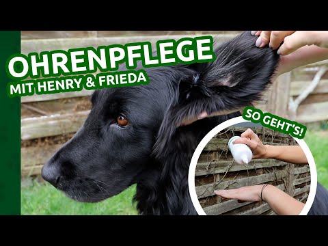 Video: So halten Sie die Ohren Ihres Hundes sauber und gesund