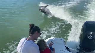 Top rated Dolphin tours in Marco Island & Naples Florida