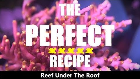 Dose these & your Corals will Grow FAST & Look AMAZING (What, Why & How I Dose; My BIG3)