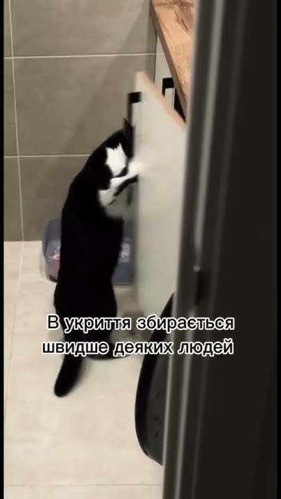 Бідні тварини - YouTube