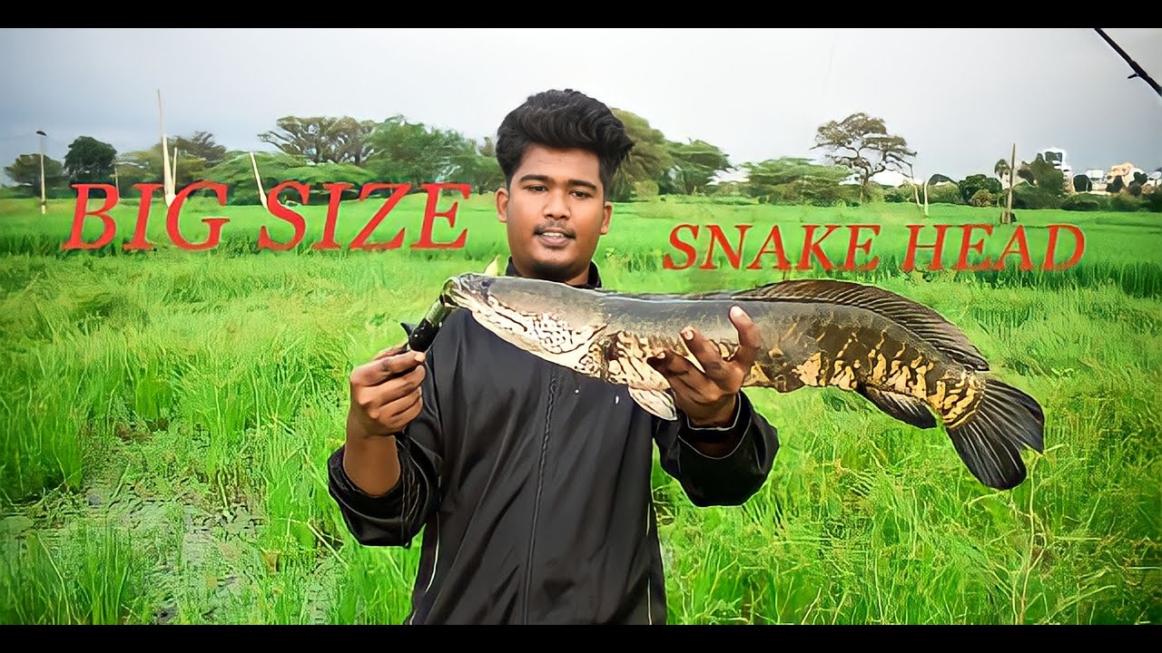 Big Snakehead Fish Attacks Lucana Frog [Amazing murral fishing]