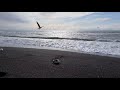 Sounds of the Black Sea on a pebble-sandy Beach