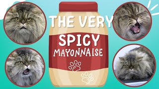 Spicy Mayonnaise the angry Persian cat