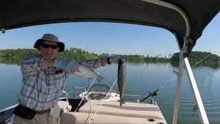 #fishing - Striped Bass and Large Mouth Bass in April At Clarks Hill! by Little Horse Creek Adventures 314 views 11 months ago 27 minutes