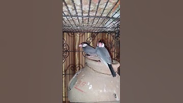 java bird male female #birds