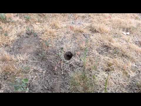 How "NOT" to deal with a in-ground Wasp/Hornet nest