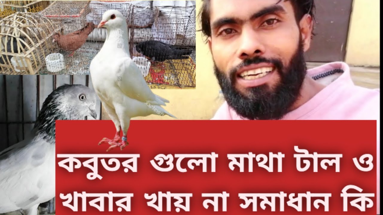 কবুতর গুলো মাথা টাল ও খাবার খায় না সমাধান কি। Pigeon new video। 