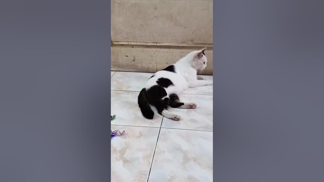 gerakan-ekor-kucing-yang-lagi-gabut-cat-tail-movement-kucing-cat