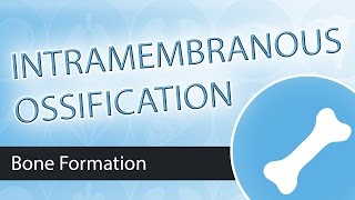 Intramembranous Ossification