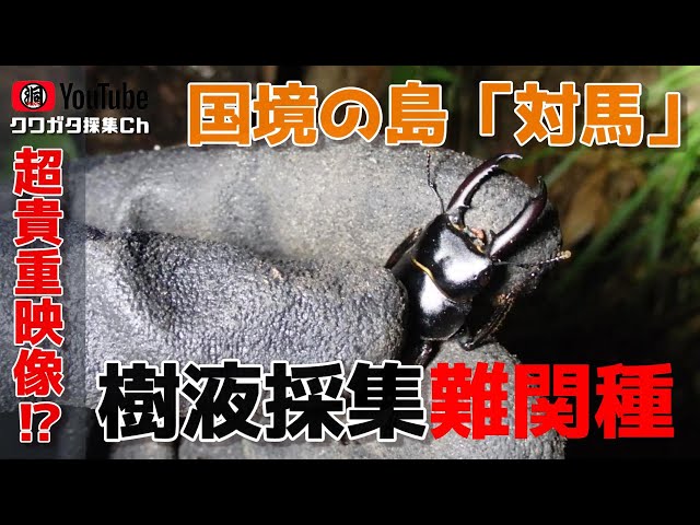 対馬限定のクワガタ‼チョウセンヒラタは樹液採集で大型が採れる⁉【昆虫 対馬限定のクワガタ‼チョウセンヒラタは樹液採集で大型が採れる⁉【昆虫