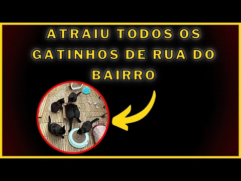 Vídeo: Gatos e plantas de erva-gateira: a erva-gateira atrai gatos para o seu jardim