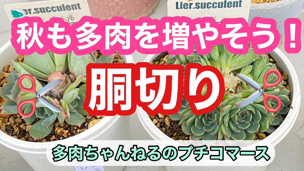 【多肉植物】秋も多肉を増やそう❣️胴切りで増やします💕