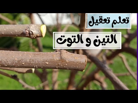 فيديو: كيف تنمو شجيرات سوباريا - معلومات عن سوباريا كاذبة سبيريا