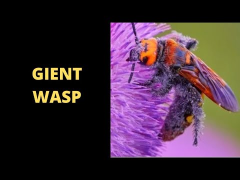 ভিডিও: Big wasp - বড় বিপদ