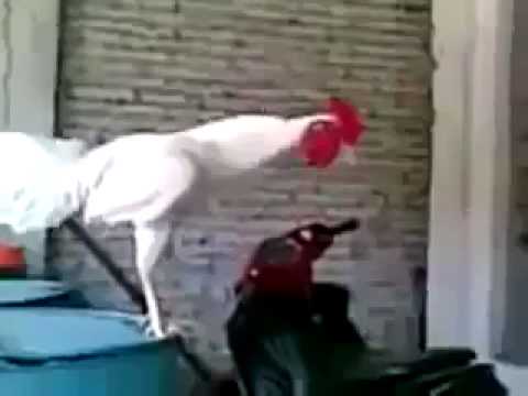 funny-rooster-crowing