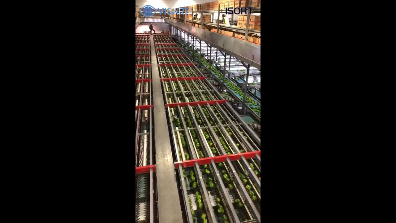 World’s Largest Bell Pepper Optical Sorter – Powered by VisArt / ISORT