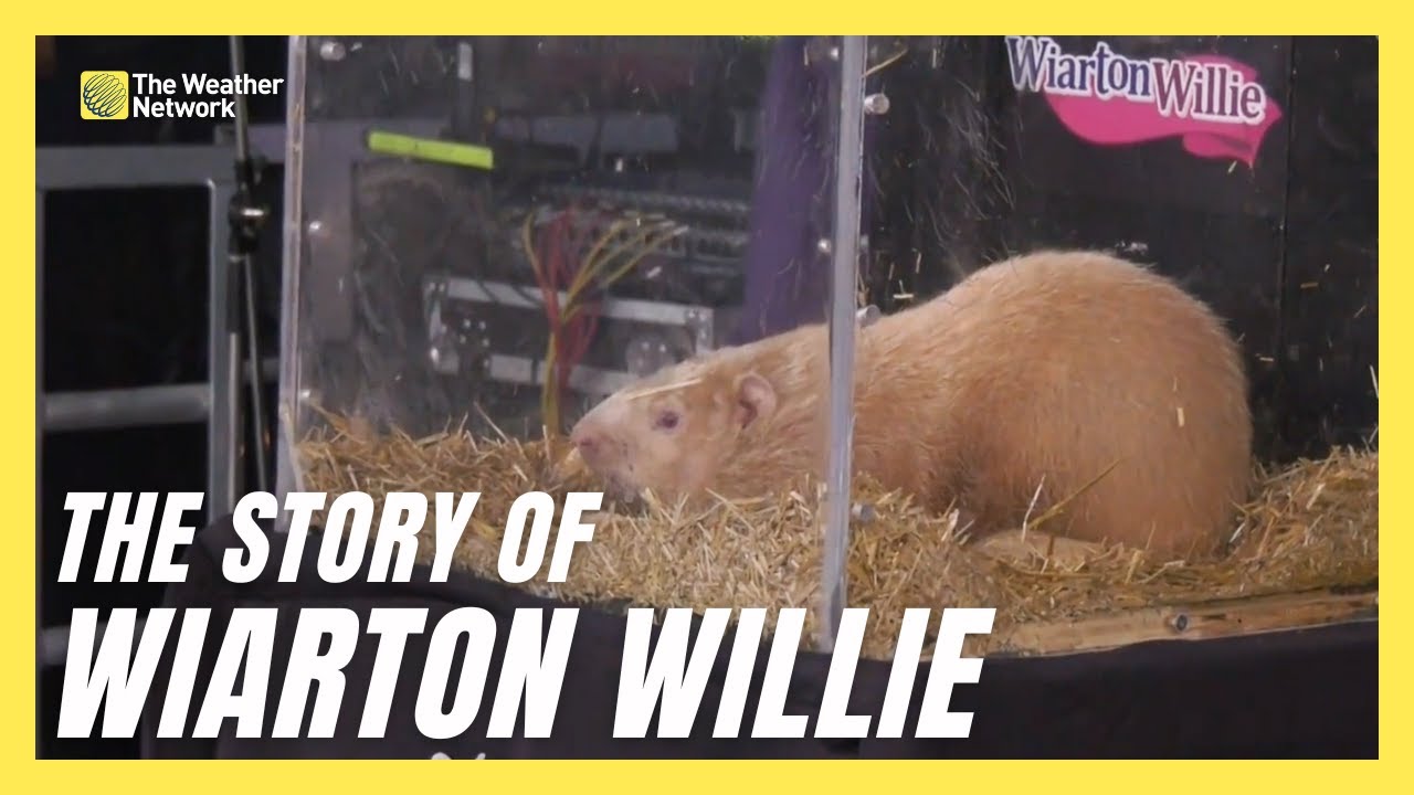 You Know Wiarton Willie, But Do You Know How The Tradition Began? - YouTube