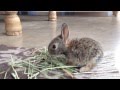 Desert Cottontail 14 Days Old [Rehabilitation]