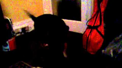 Doopy dog