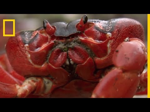 Les crabes rouges préparent le terrain de la reproduction