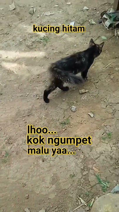 maluu sama siapa...?? #kucing #shortvideo #shorts